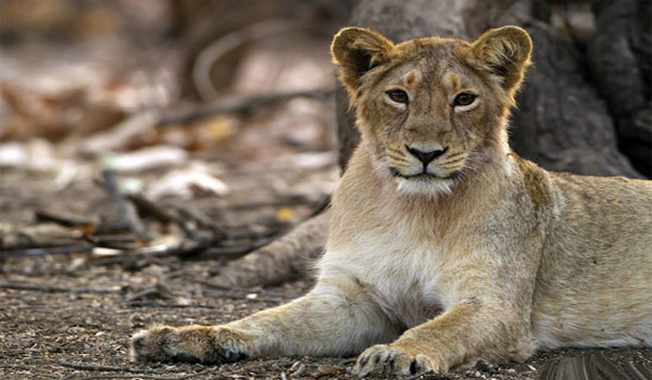 Govt of Gujarat launches Rs.351/- crore project to conserve Gir lions