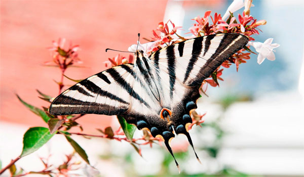 180 Species of Butterflies Recorded in Arunachal Pradesh