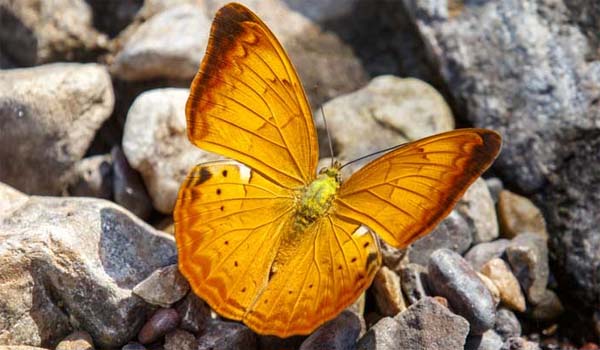 Govt declared 'Tamil Yeoman' as State Butterfly of Tamilnadu