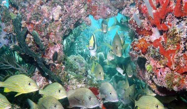 Kerala will host 3rd International Symposium on Marine Ecosystems
