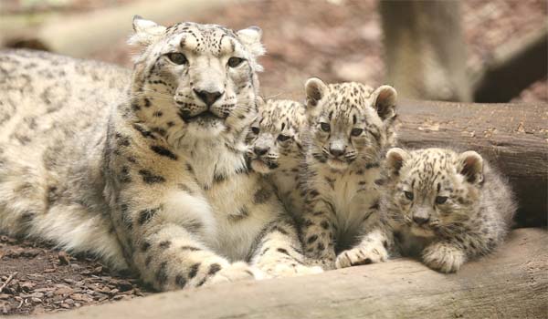 International Snow Leopard Day observed on 23rd October