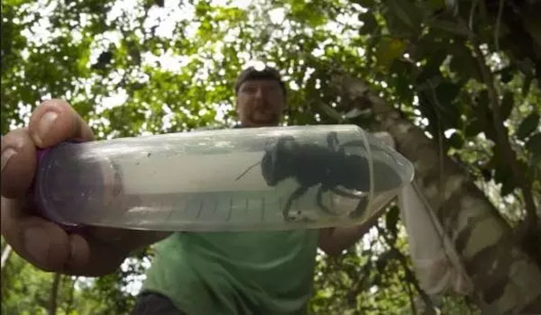 World's Largest Honey Bee Spotted in Indonesia