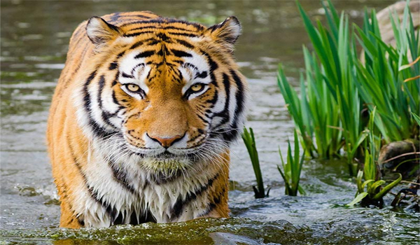 International Tiger Day: 29 July