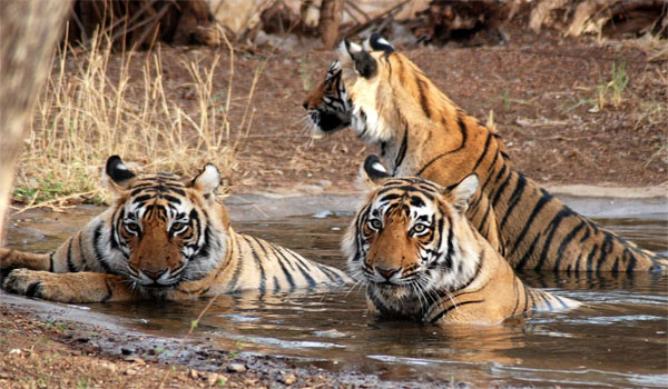 Number of Tigers at Bihar-VTR reached up to 35