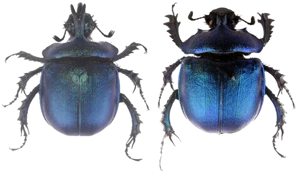 Enoplotrupes Tawangensis: New Species of Dung Beetle Discovered in Tawang