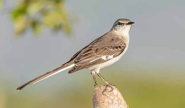 In Ladakh, Two New Bird Species Found
