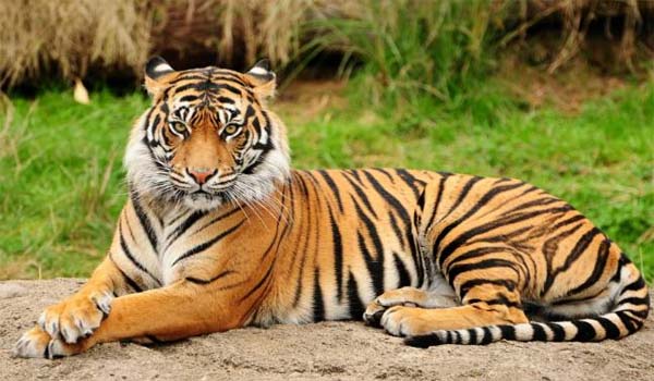29th July: International Tiger Day