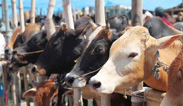 PM Modi Cabinet Approved FMD and Brucellosis Control Program