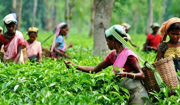 Govt of Assam Launch Wage Compensation Scheme for Pregnant Women Working in Tea Gardens