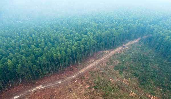 The Committee of Forest Advisory approved the Green Credit Scheme
