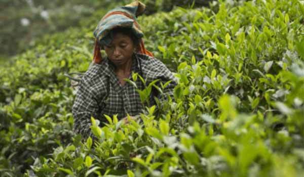 Tripura Tea Development Corporation Organized 'Run for India Tea' Event