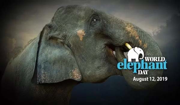 World Elephant Day celebrate on 12th August
