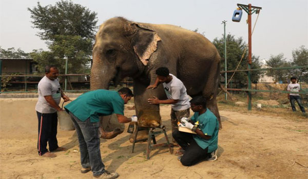 India’s first elephant hospital opens in Mathura, Uttar Pradesh