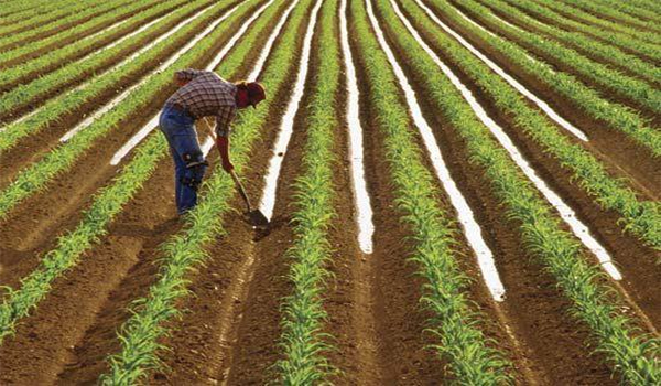 The Sowing of Kharif Crop crosses 333 lakh Hectares: as per reports received from States